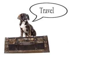 travel with pet ipswich